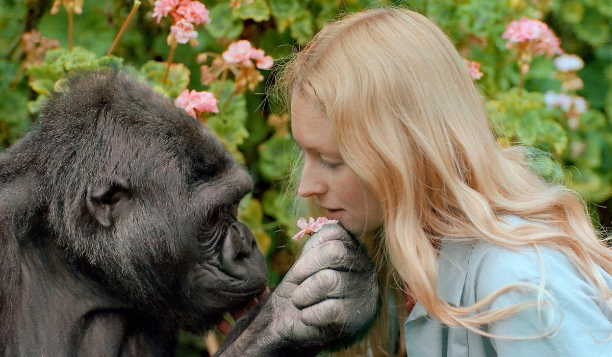 Koko The Gorilla who loved humans